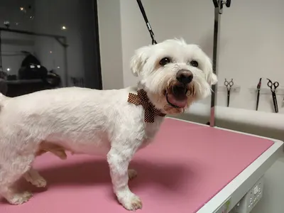 4PAWS | pielęgnacja psów i kotów | Wrocław